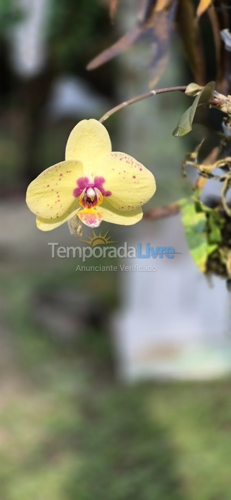 House for vacation rental in Bertioga (Riviera de São Lourenço)