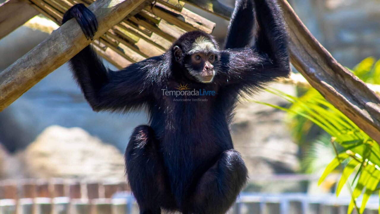 Apartamento para aluguel de temporada em Rio de Janeiro (Flamengo)