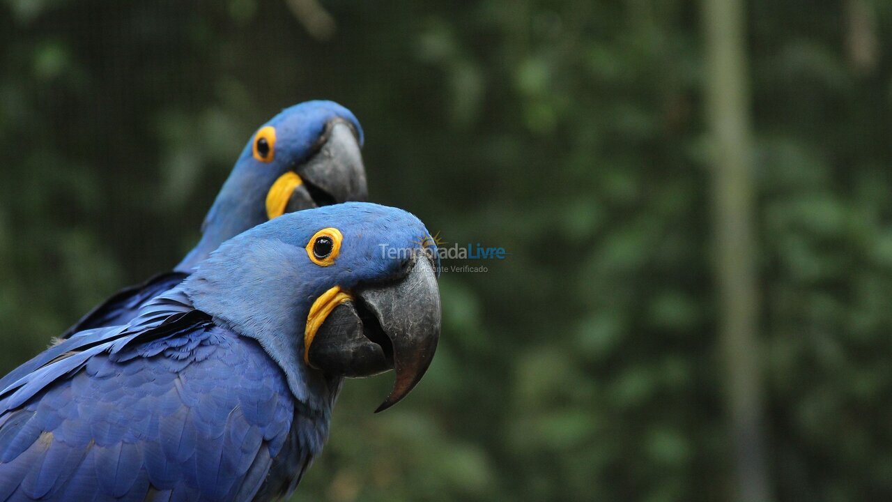 Apartamento para aluguel de temporada em Rio de Janeiro (Flamengo)