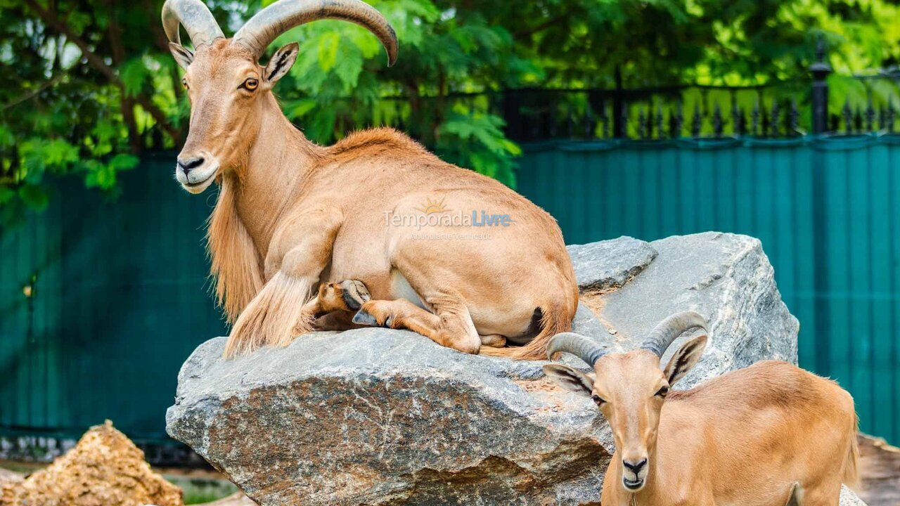 Apartamento para aluguel de temporada em Rio de Janeiro (Flamengo)