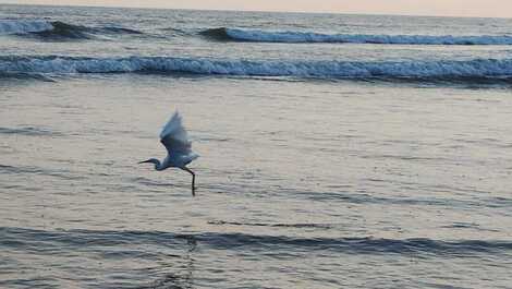 Spectacular beachfront apartment in Balneário Flórida.