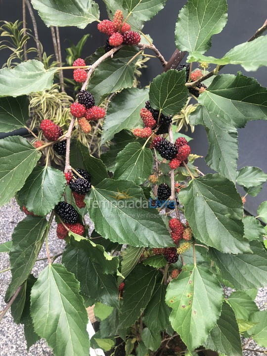 House for vacation rental in São Francisco do Sul (Vila da Glória)