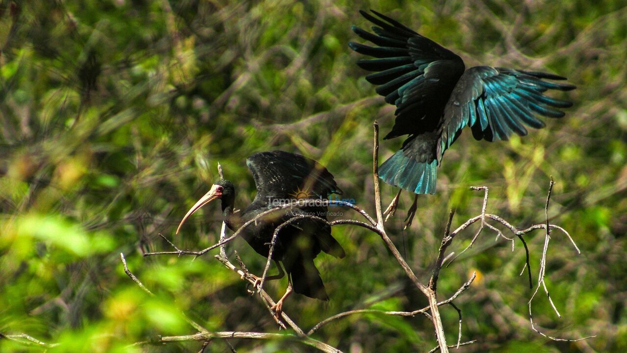 Casa para aluguel de temporada em Indaiatuba (Chácaras Videiras de Itaici)