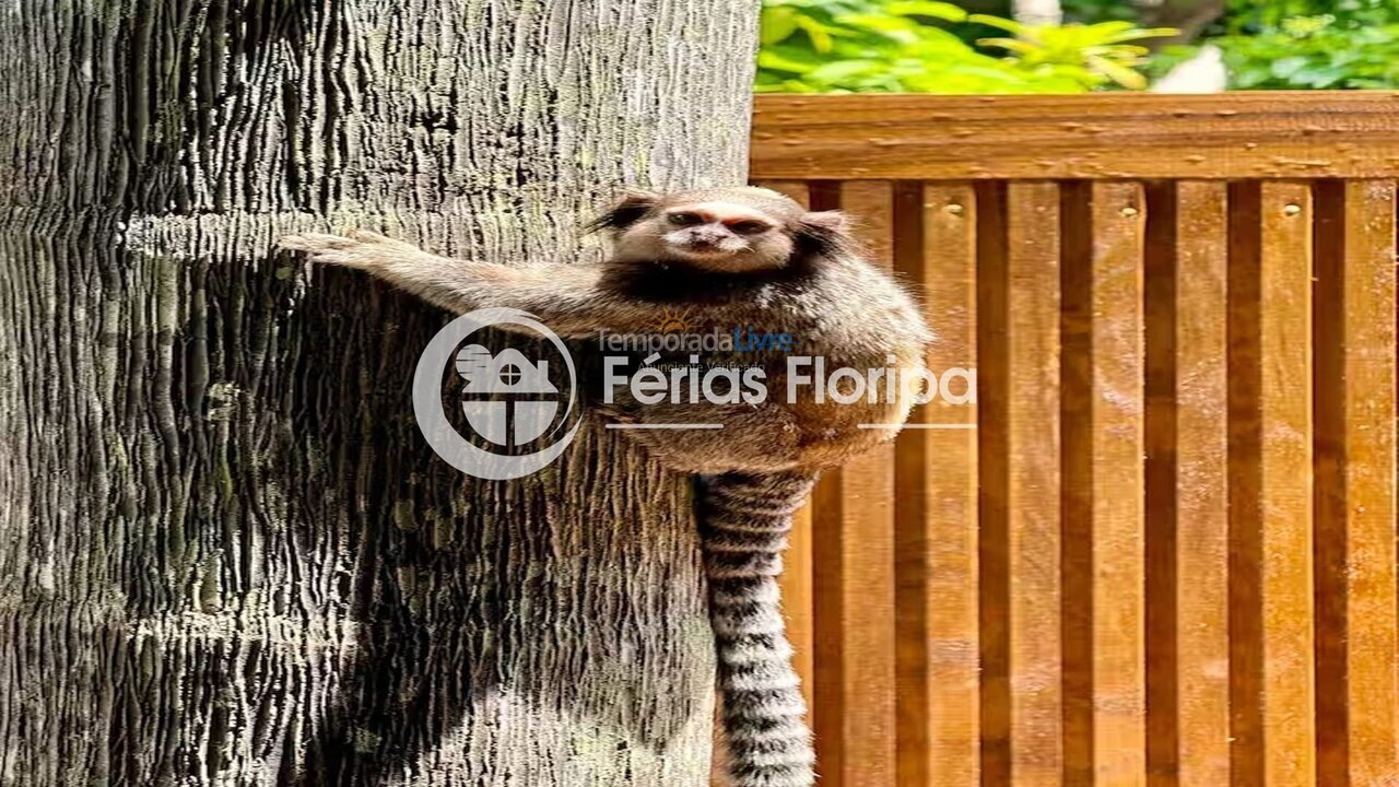 House for vacation rental in Florianópolis (Rio Tavares)