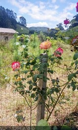 Minhas rosas que amo