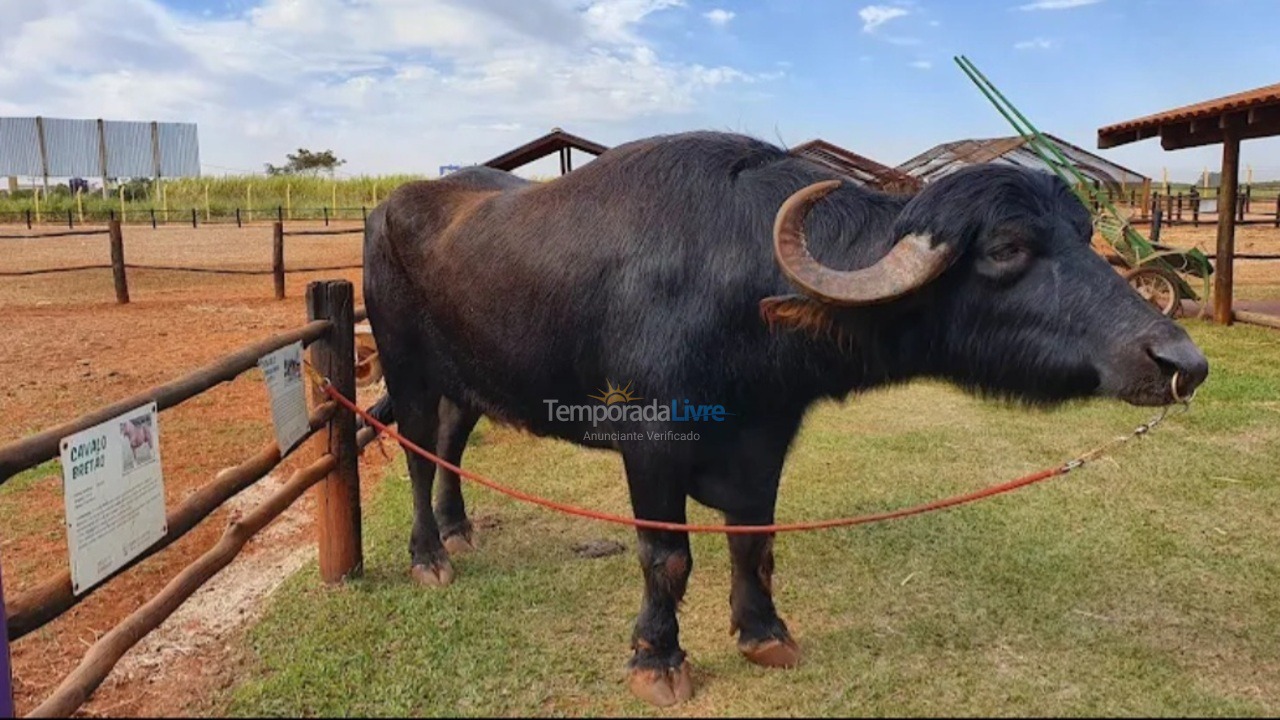 Apartamento para aluguel de temporada em Barretos (Aeroporto)