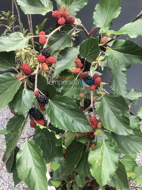 Casa para alquiler de vacaciones em São Francisco do Sul (Vila da Glória)