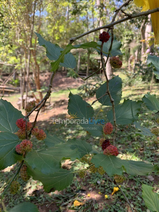 Chácara / sítio para aluguel de temporada em Teresópolis (Pessegueiros)