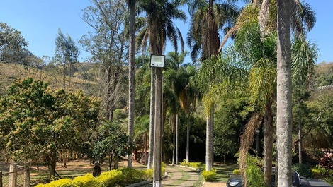 Palmeira