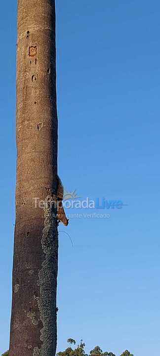 Casa para aluguel de temporada em Atibaia (Campo dos Aleixos)