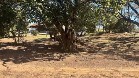 Bastante árvores frutíferas.