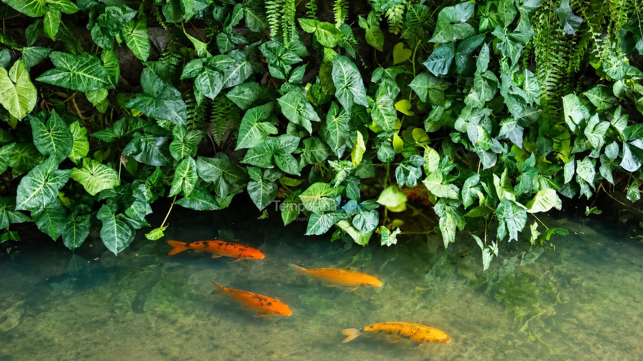 Chácara / sítio para aluguel de temporada em Socorro (Lavras de Baixo)