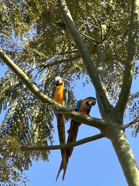 Chácara / sítio para aluguel de temporada em Planaltina (Proximo A Lagoa Formosa)