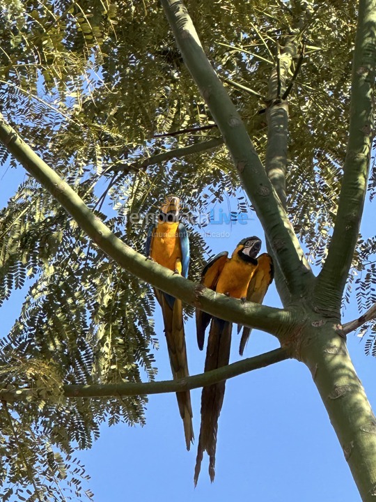 Chácara / sítio para aluguel de temporada em Planaltina (Proximo A Lagoa Formosa)