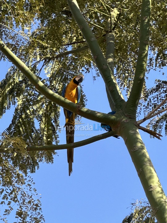 Chácara / sítio para aluguel de temporada em Planaltina (Proximo A Lagoa Formosa)