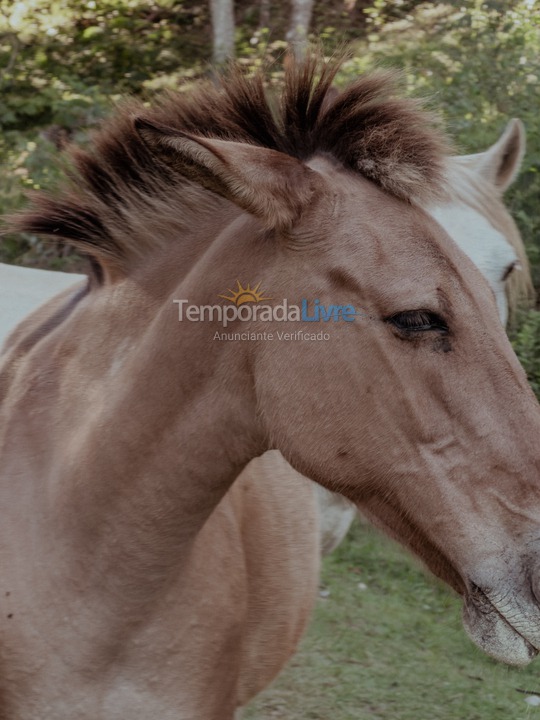 Chácara / sítio para aluguel de temporada em Jambeiro (Centro)