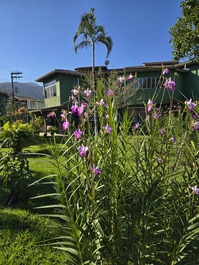 Condomínio jardim das orquídeas ii 
