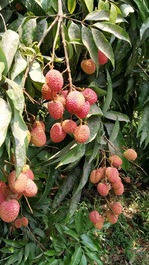 Granja